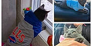Tesla is registered to the contest to win money with this photo: accessories, animal, car, cat, clothing, face, head, hoodie, jewelry, kitten, knitwear, person, pet, photography, portrait, ring, sweater, sweatshirt, transportation, vehicle