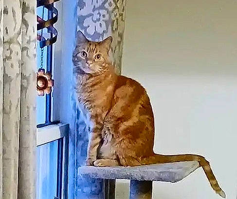 Peanut joined the competition — help win amazing prizes! art, carnivore, cat, cat_supply, curtain, domestic_short_haired_cat, door, fawn, felidae, fur, metal, paw, pet_supply, sitting, small_to_medium_sized_cats, tail, terrestrial_animal, whiskers, window, wood