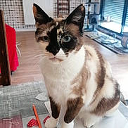 Lina participe au concours pour gagner de l'argent avec cette photo : cat, table, paper, pencil, indoor, furniture, window, chair, floor, radiator, decor, home, pet, animal, whiskers, ears, sitting, looking, closeup, domestic