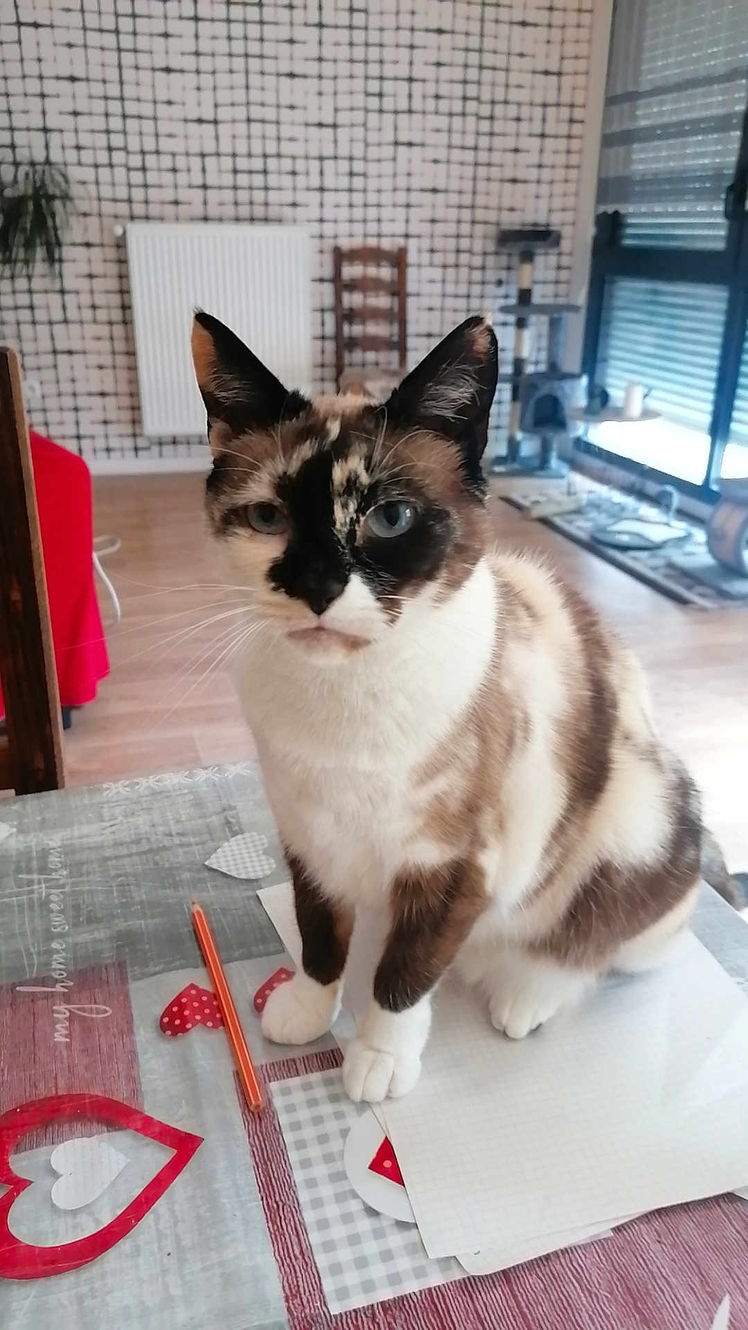Lina participe au concours pour gagner de l'argent avec cette photo : cat, table, paper, pencil, indoor, furniture, window, chair, floor, radiator, decor, home, pet, animal, whiskers, ears, sitting, looking, closeup, domestic