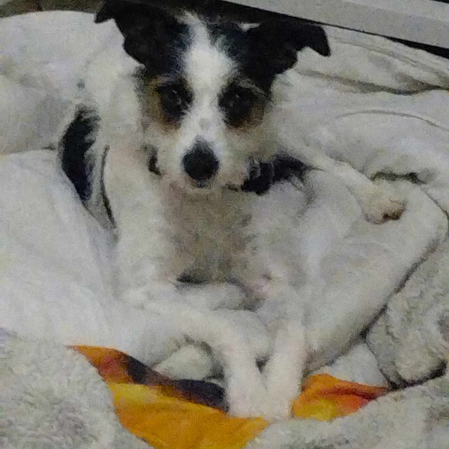 Yuma participe au concours pour gagner de l'argent avec cette photo : dog, small_dog, black_and_white, pet, blanket, cozy, indoor, resting, fur, animal, canine, laying, bed, comfort, cute, face, ears, nose, paw, home