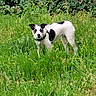 Yuma a rejoint le concours — aidez-le/la à gagner de superbes lots ! dog, grass, greenery, plants, stone_wall, outdoor, pet, animal, nature, black_and_white, canine, ears, collar, leash, snout, tail, fur, alert, standing, background