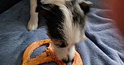 Yuma participe au concours pour gagner de l'argent avec cette photo : dog, pretzel, chew_toy, blue_blanket, pet, indoor, sniffing, paw, fur, black_and_white, animal, canine, blurred, snout, toy, resting, soft_surface, close_up, couch, furniture