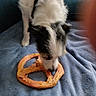 dog, pretzel, chew_toy, blue_blanket, pet, indoor, sniffing, paw, fur, black_and_white, animal, canine, blurred, snout, toy, resting, soft_surface, close_up, couch, furniture