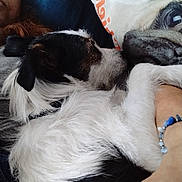 Yoma a rejoint le concours — aidez-le/la à gagner de superbes lots ! animal, black_and_white, bracelet, casual, close_up, comfort, couch, cozy, dog, fur, glasses, home, indoor, person, pet, pillow, portrait, relaxed, resting, snuggling