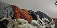 Yoma a rejoint le concours — aidez-le/la à gagner de superbes lots ! bed, blanket, casual_clothing, comfort, cozy, cuddling, dog, domestic_animal, fur, hand, home, indoor, lying_down, paw, person, pet, relaxing, resting, sleepy, white_wall