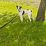 alert, animal, black_and_white, canine, collar, daylight, dog, fur, grass, greenery, leash, nature, outdoor, park, pet, playful, standing, sunlight, tree, young_dog