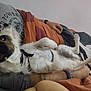 arm, bed, black_white_brown, blanket, casual_clothing, close_up, comfort, dog, fabric, furry, indoor, lying_down, paw, person, pet, relaxed, resting, sleepwear, tattoo, watch