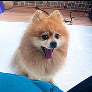 Taz is registered to the contest to win money with this photo: dog, pomeranian, fluffy, small_dog, pet, animal, indoor, carpet, floor, wood_floor, tile_wall, cute, happy, open_mouth, tongue, ears, fur, sitting, companion, domestic_animal