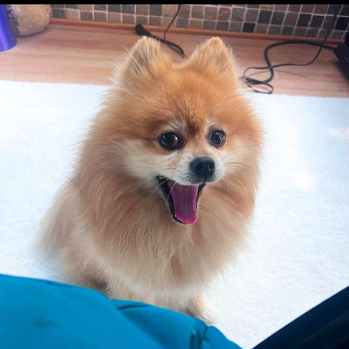 Taz