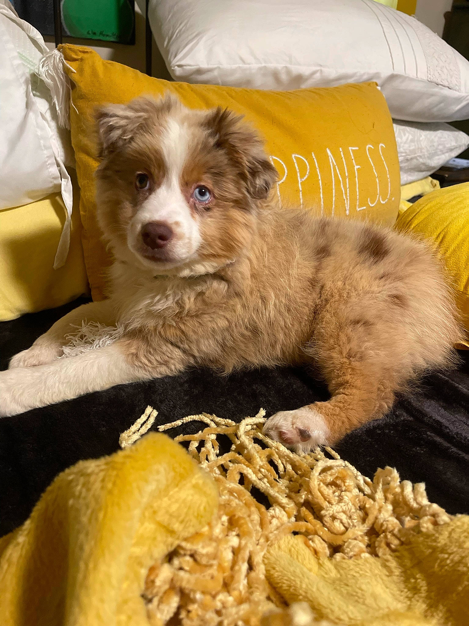 Bee joined the competition — help win amazing prizes! border_collie, canidae, carnivore, comfort, companion_dog, couch, dog, dog_breed, fawn, fur, liver, snout, sporting_group, terrestrial_animal, texas_heeler, whiskers, working_animal