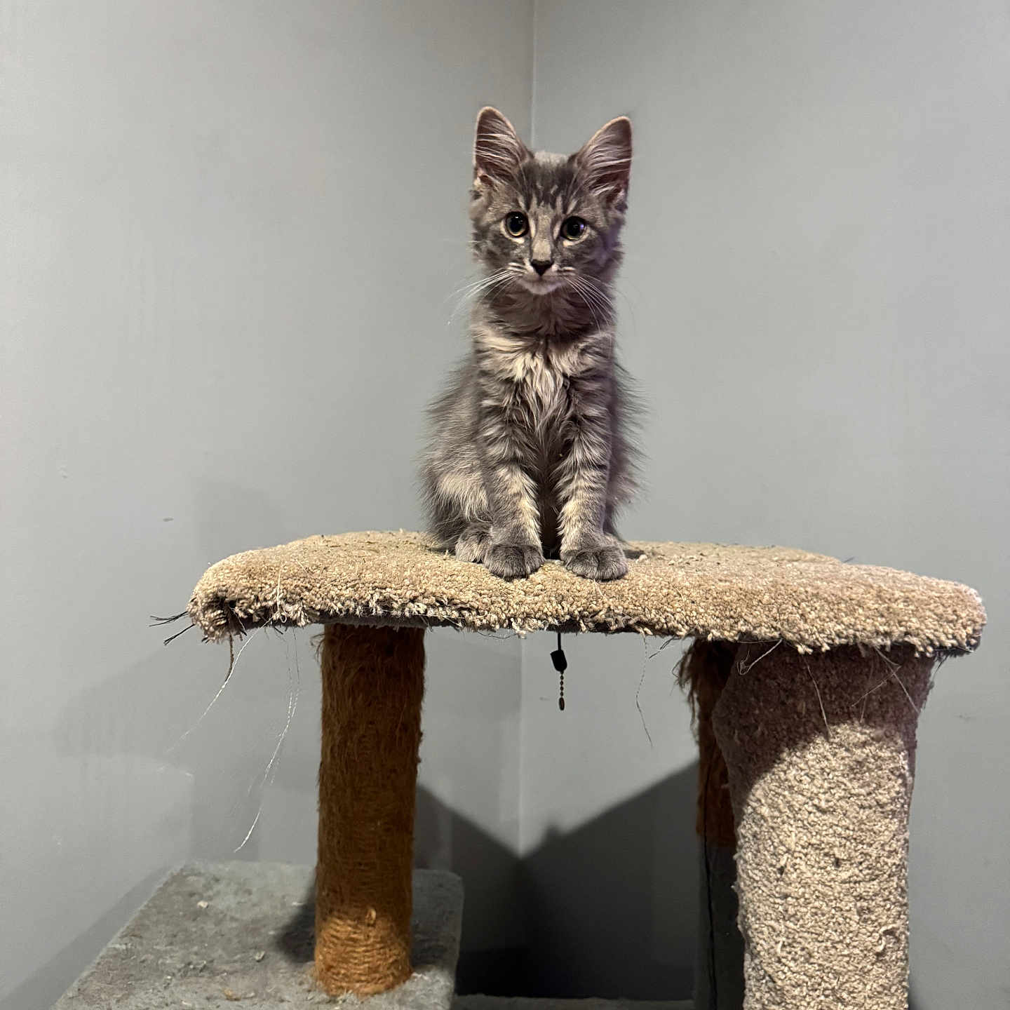 Willow joined the competition — help win amazing prizes! animal, cat, cat_tree, curious, cute, ears, feline, fluffy, fur, gray, home, indoor, kitten, looking, paws, pet, sitting, small, whiskers, young