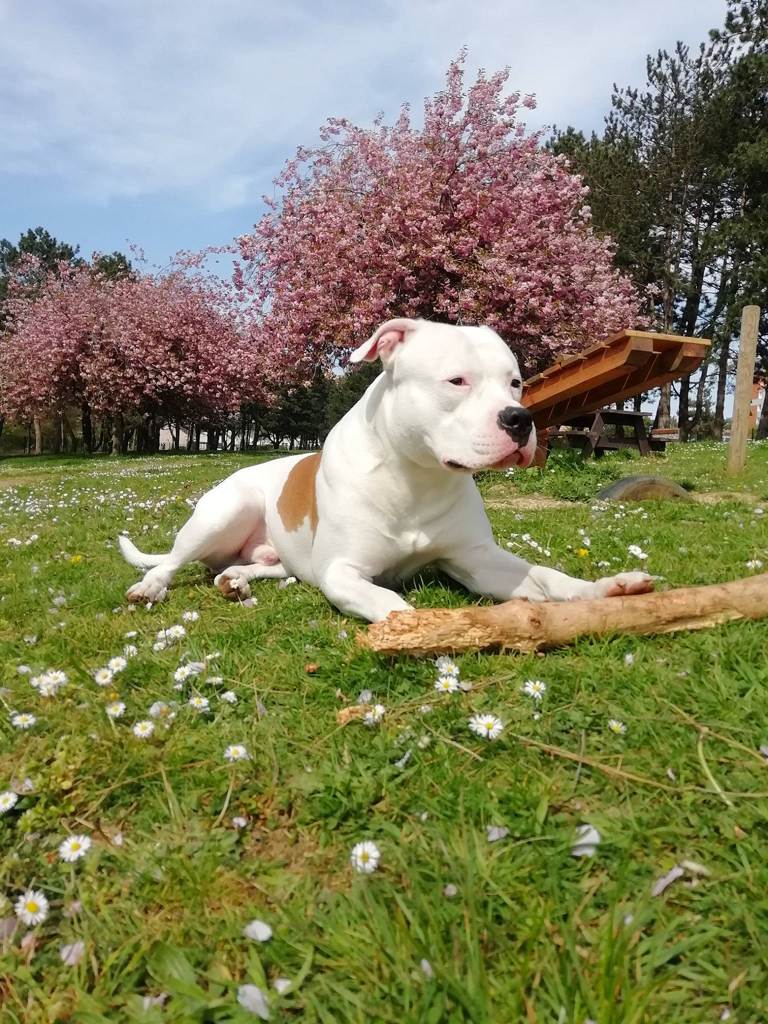 Oslo participe au concours pour gagner de l'argent avec cette photo : carnivore, cloud, collar, companion_dog, dog, dog_breed, fawn, flower, grass, grass_family, grassland, lawn, meadow, people_in_nature, plant, sky, sporting_group, tail, tree, working_animal