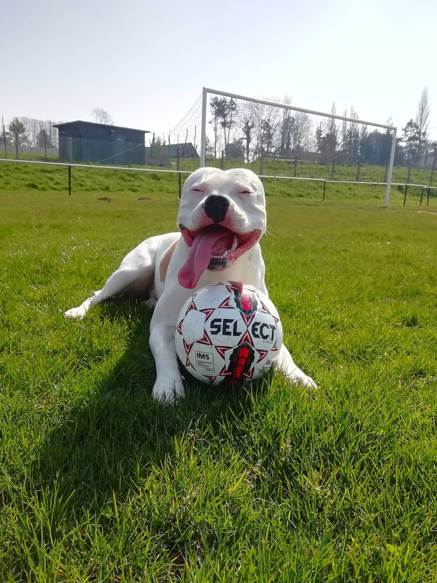 Oslo participe au concours pour gagner de l'argent avec cette photo : ball, carnivore, companion_dog, dog, dog_breed, football, grass, grassland, happy, pasture, people_in_nature, player, recreation, sky, snout, soccer_ball, sporting_group, sports_equipment, sports_toy, toy