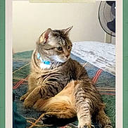 Peanut is registered to the contest to win money with this photo: cat, tabby_cat, collar, bed, bedspread, patterned_fabric, fan, indoor, feline, pet, animal, resting, curious, fur, whiskers, ears, paw, side_view, domestic_animal, household