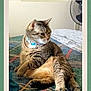 cat, tabby_cat, collar, bed, bedspread, patterned_fabric, fan, indoor, feline, pet, animal, resting, curious, fur, whiskers, ears, paw, side_view, domestic_animal, household