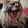 cat, fluffy, yawning, close_up, whiskers, tongue, feline, pet, indoor, fur, animal, cute, mammal, sleepy, mouth_open, portrait, relaxed, home, domestic_cat, furry