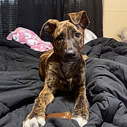 Vera joined the competition — help win amazing prizes! bed, bedroom, blanket, brindle, chew_toy, comforter, cozy, curtains, dog, ears, eyes, indoor, looking_at_camera, mammal, nose, paws, pet, puppy, sleepy, window