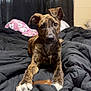 bed, bedroom, blanket, brindle, chew_toy, comforter, cozy, curtains, dog, ears, eyes, indoor, looking_at_camera, mammal, nose, paws, pet, puppy, sleepy, window