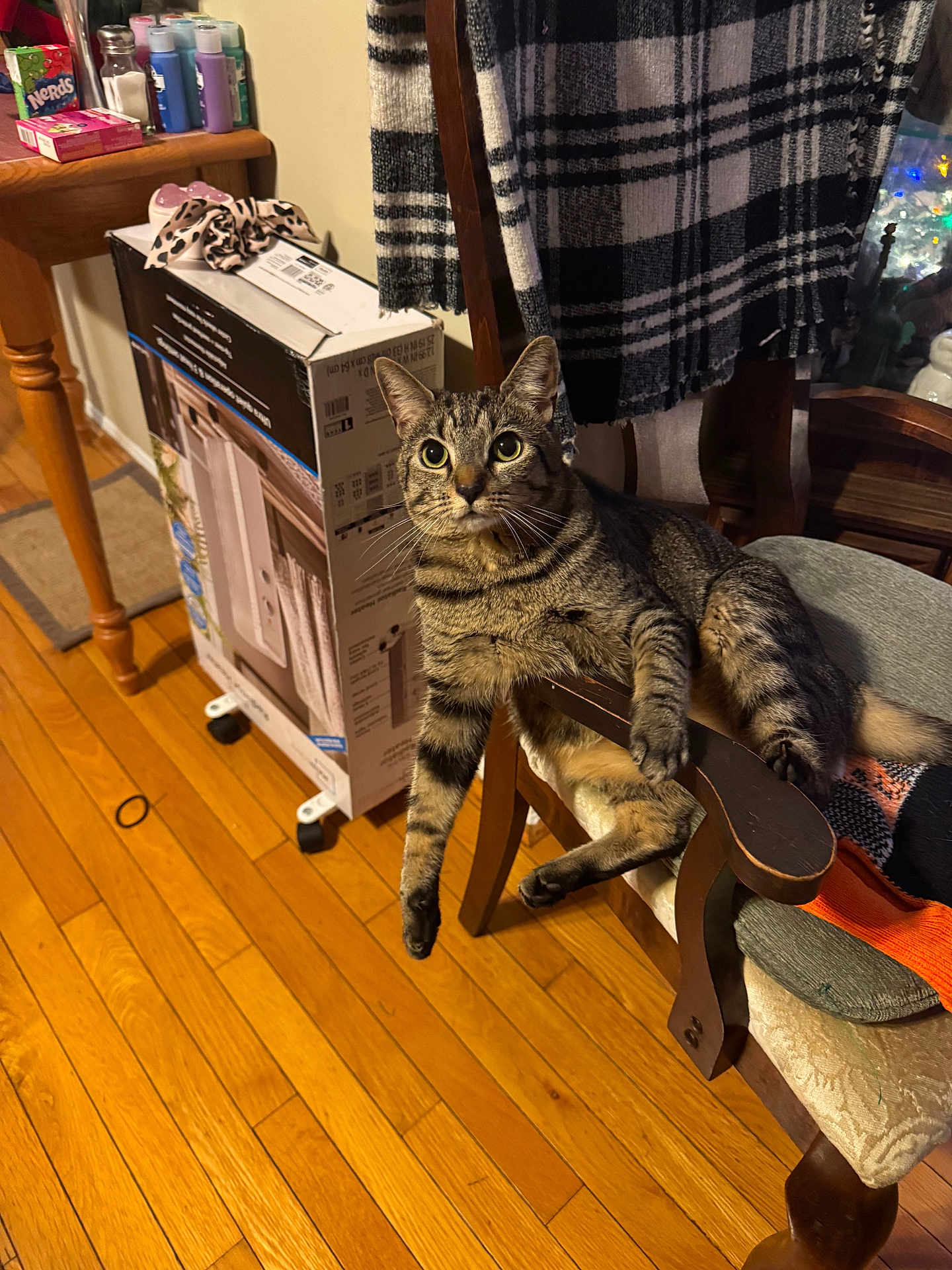 Hazel is registered to the contest to win money with this photo: animal, architecture, box, building, cat, chair, couch, desk, electronics, furniture, hardwood, indoors, interiordesign, livingroom, pet, plywood, room, shelf, table, wood