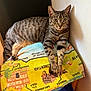 Hazel is registered to the contest to win money with this photo: abyssinian, animal, blanket, canine, cat, cushion, dog, egyptiancat, furniture, homedecor, kitten, manx, mat, person, pet, sleeping, text