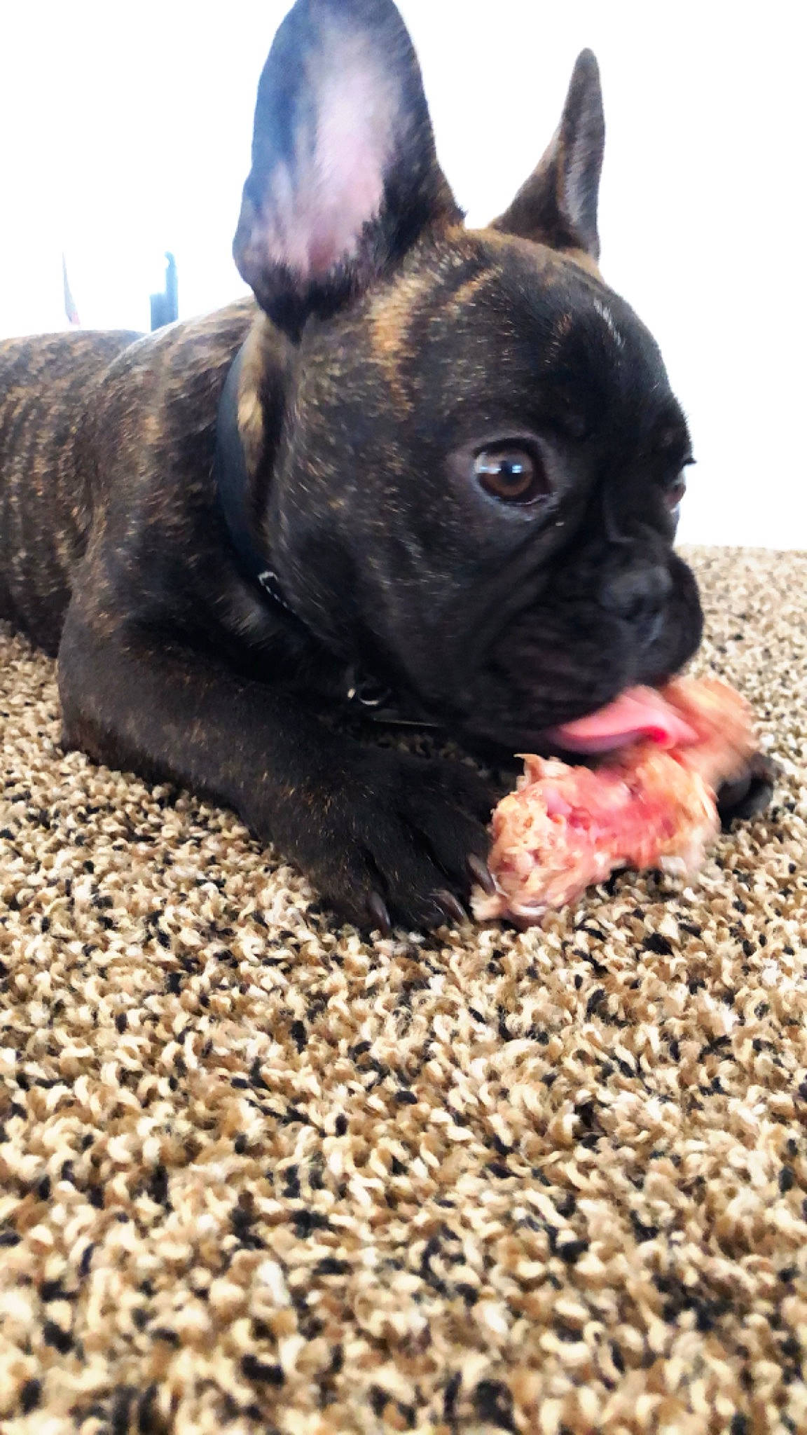 Montana is registered to the contest to win money with this photo: canidae, carnivore, companion_dog, dog, dog_breed, dog_collar, ear, fawn, french_bulldog, mammal, non_sporting_group, rare_breed_dog, snout, vertebrate, whiskers