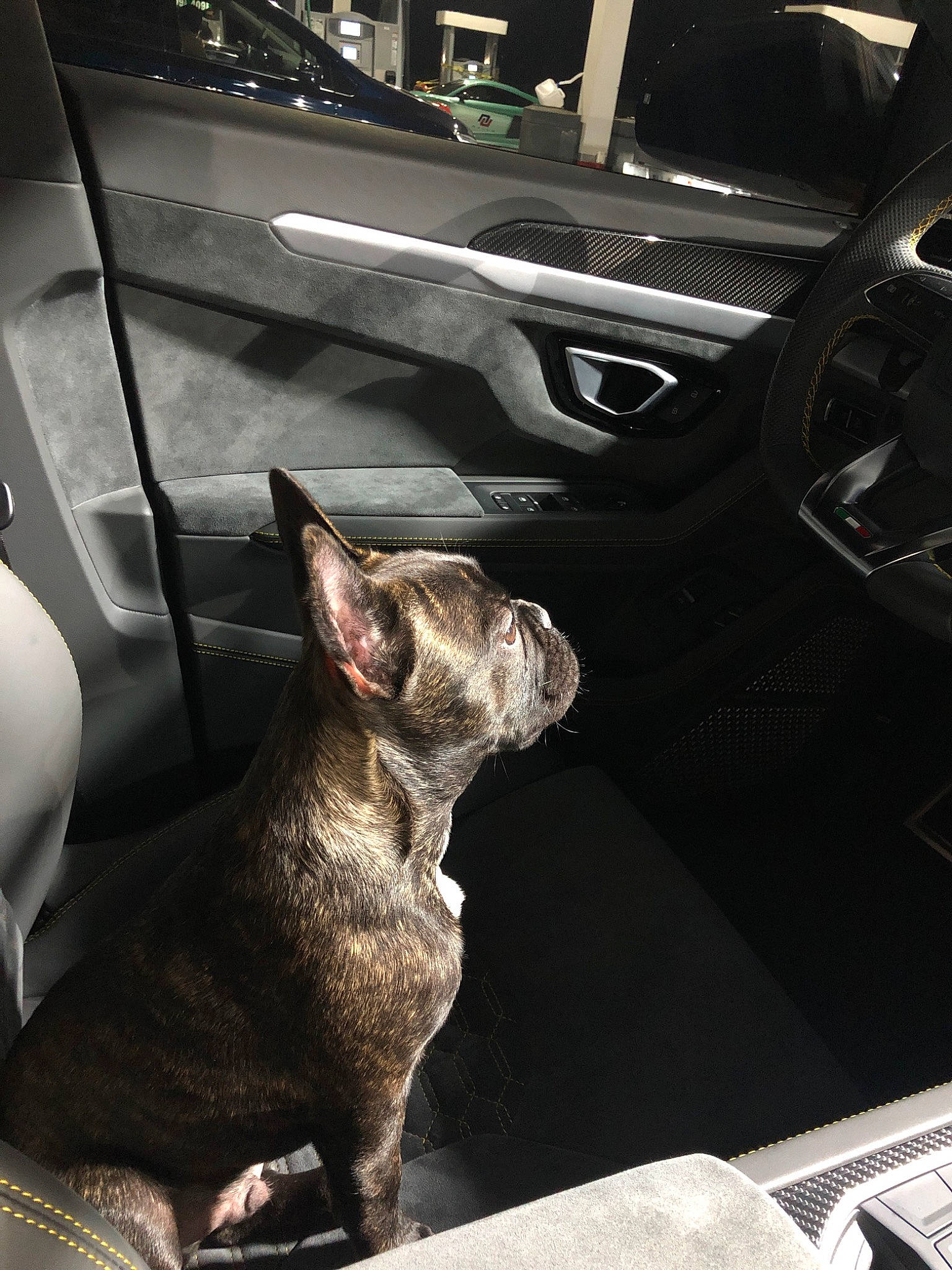 Montana joined the competition — help win amazing prizes! boston_terrier, canidae, car, carnivore, cat, companion_dog, dog, dog_breed, fawn, felidae, french_bulldog, mammal, non_sporting_group, vehicle, vehicle_door, whiskers