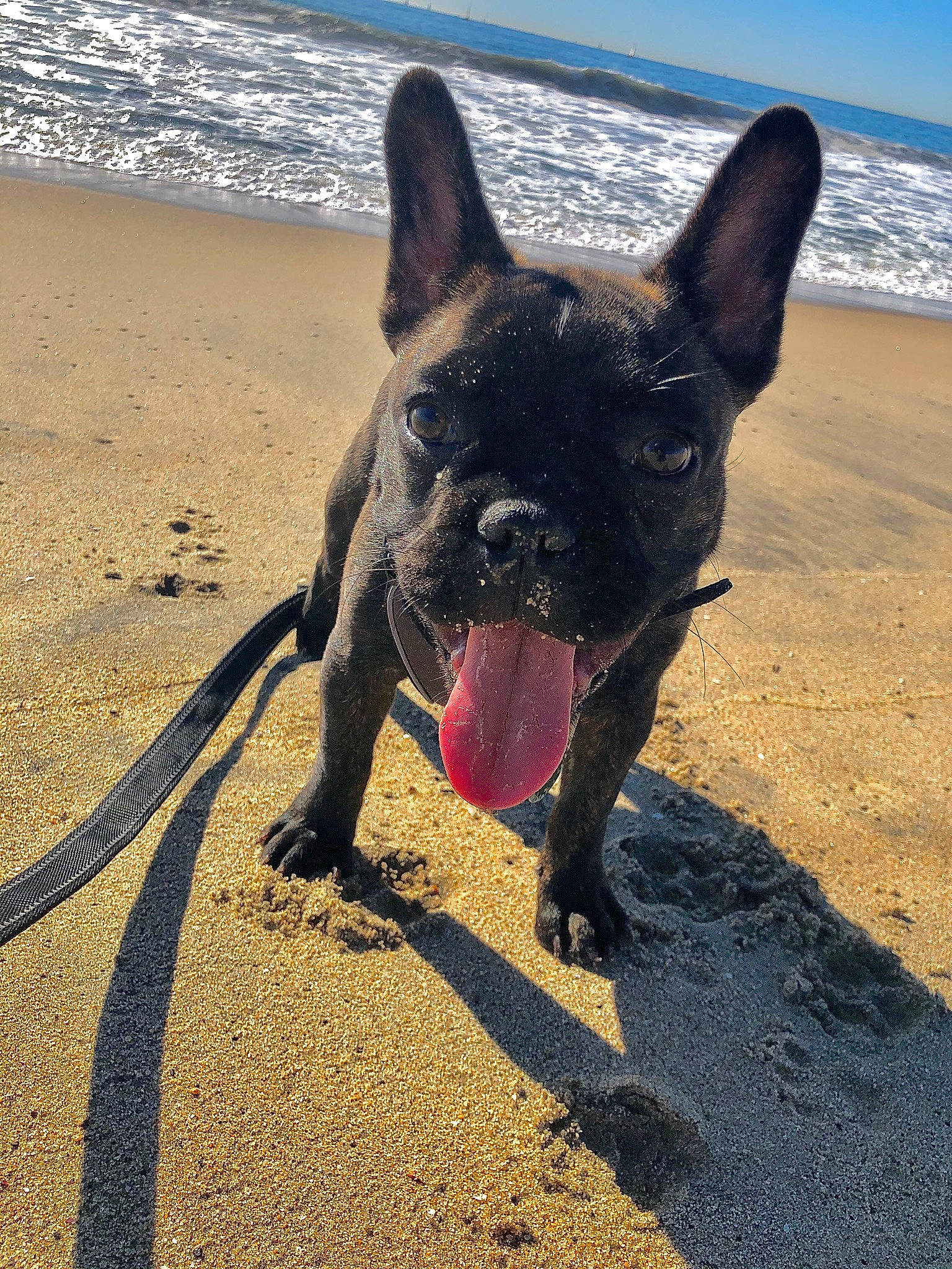 Montana is registered to the contest to win money with this photo: beach, canidae, carnivore, dog, dog_breed, dog_collar, dog_walking, fawn, french_bulldog, leash, mammal, non_sporting_group, snout, sporting_group, vertebrate
