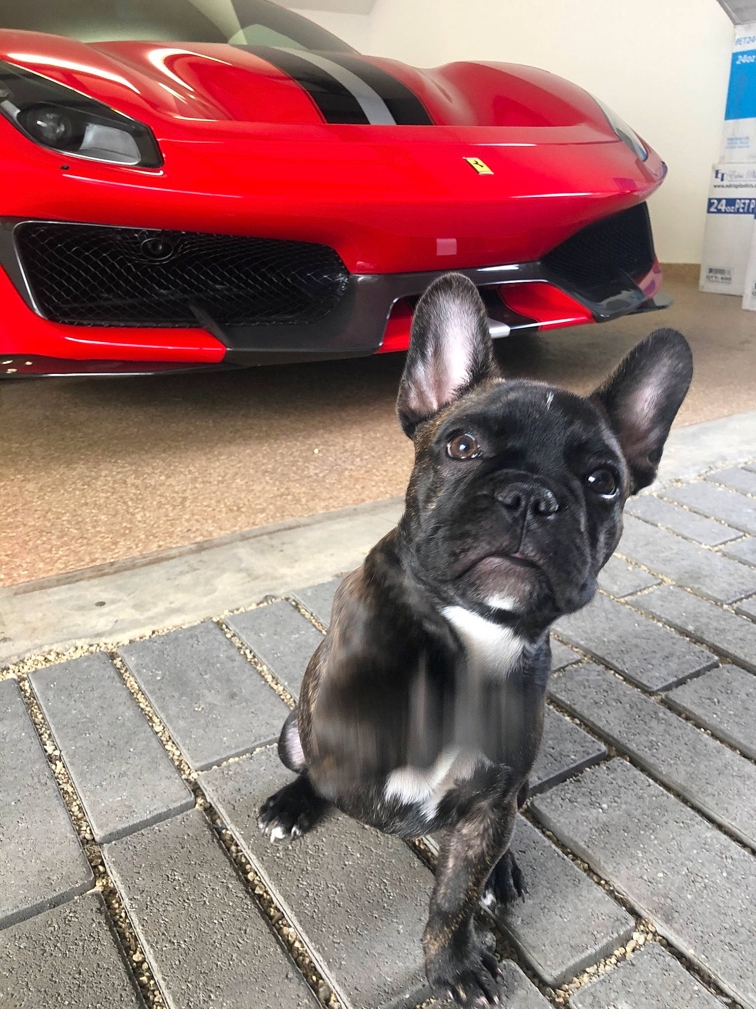 Montana joined the competition — help win amazing prizes! automotive_lighting, bulldog, canidae, car, carnivore, city_car, companion_dog, dog, dog_breed, fawn, french_bulldog, non_sporting_group, rim, snout, supercar, vehicle, wheel