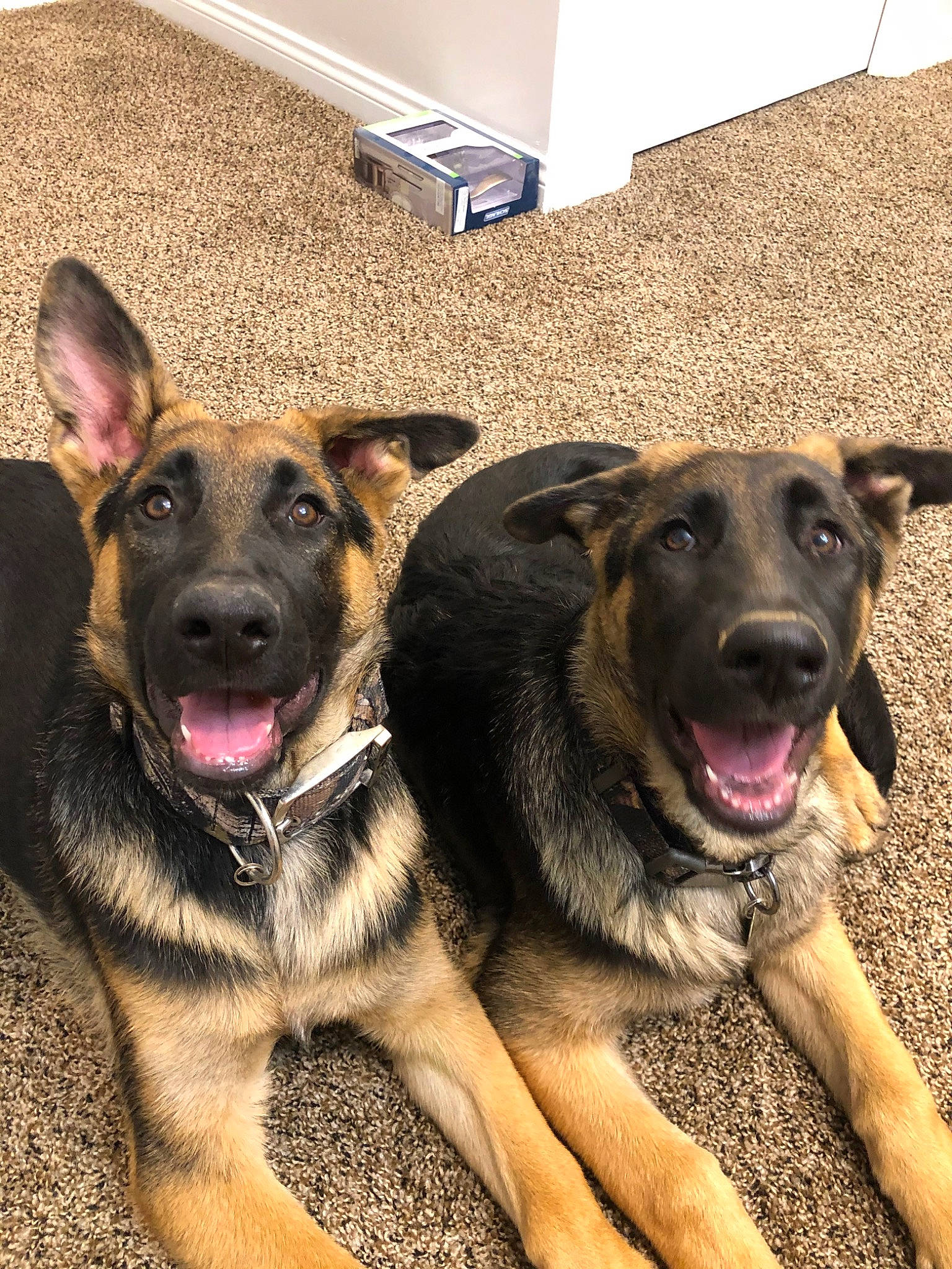 Flight joined the competition — help win amazing prizes! belgian_shepherd_malinois, canidae, carnivore, dog, dog_breed, ear, east_european_shepherd, fawn, german_shepherd_dog, king_shepherd, mammal, old_german_shepherd_dog, rare_breed_dog, shiloh_shepherd_dog, snout, vertebrate, working_dog