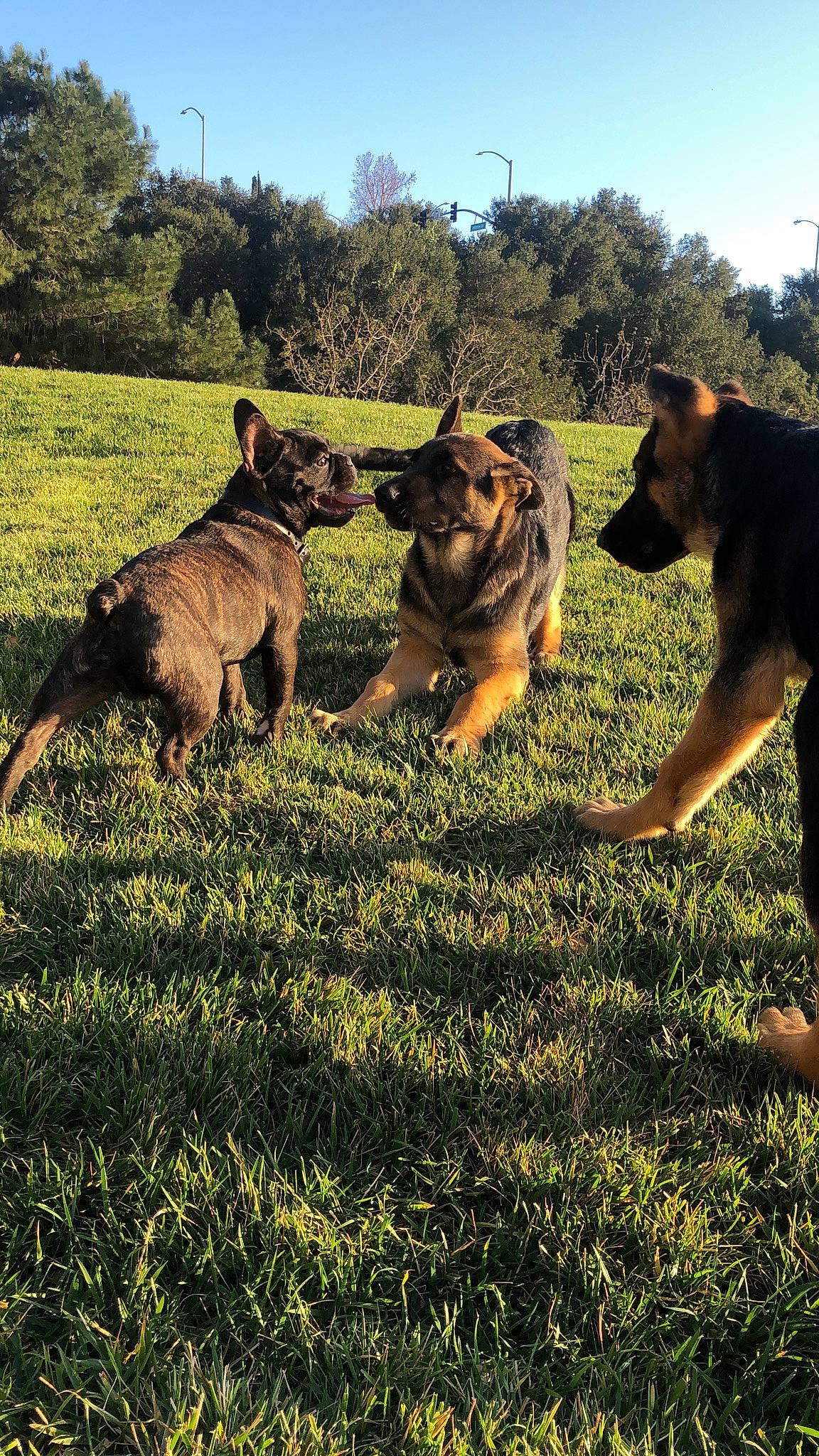 Flight is registered to the contest to win money with this photo: belgian_shepherd_malinois, canidae, carnivore, dog, dog_breed, german_shepherd_dog, grass, kunming_wolfdog, mammal, mountain, old_german_shepherd_dog, plant, police_dog, sky, tree, wilderness, working_dog