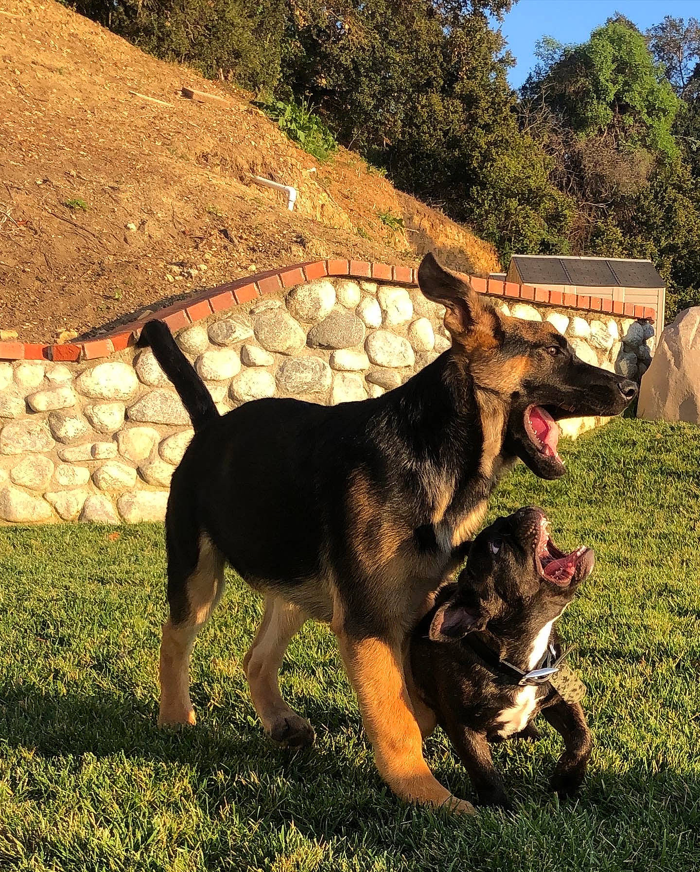 Flight is registered to the contest to win money with this photo: black_and_tan_terrier, canidae, carnivore, dog, dog_breed, ear, grass, hunting_dog, mammal, sky, tail, vertebrate