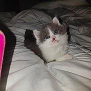 Opale participe au concours pour gagner de l'argent avec cette photo : carnivoran, cat, cat_like_mammal, domestic_short_haired_cat, fur, kitten, mammal, munchkin, norwegian_forest_cat, ragamuffin, ragdoll, small_to_medium_sized_cats, whiskers