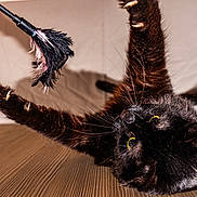 Lucifer a rejoint le concours — aidez-le/la à gagner de superbes lots ! active, animal, black_cat, cat, claws, close_up, cute, eyes, feather_toy, feline, fur, indoor, motion, paw, pet, playing, sharp_claws, toy, whiskers, wooden_floor