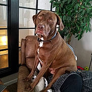 Tank joined the competition — help win amazing prizes! dog, brown_dog, indoor, armchair, blanket, plant, cozy, furniture, pet, canine, collar, living_room, window, reflection, floor, table, houseplant, relaxed, seated, domestic_animal