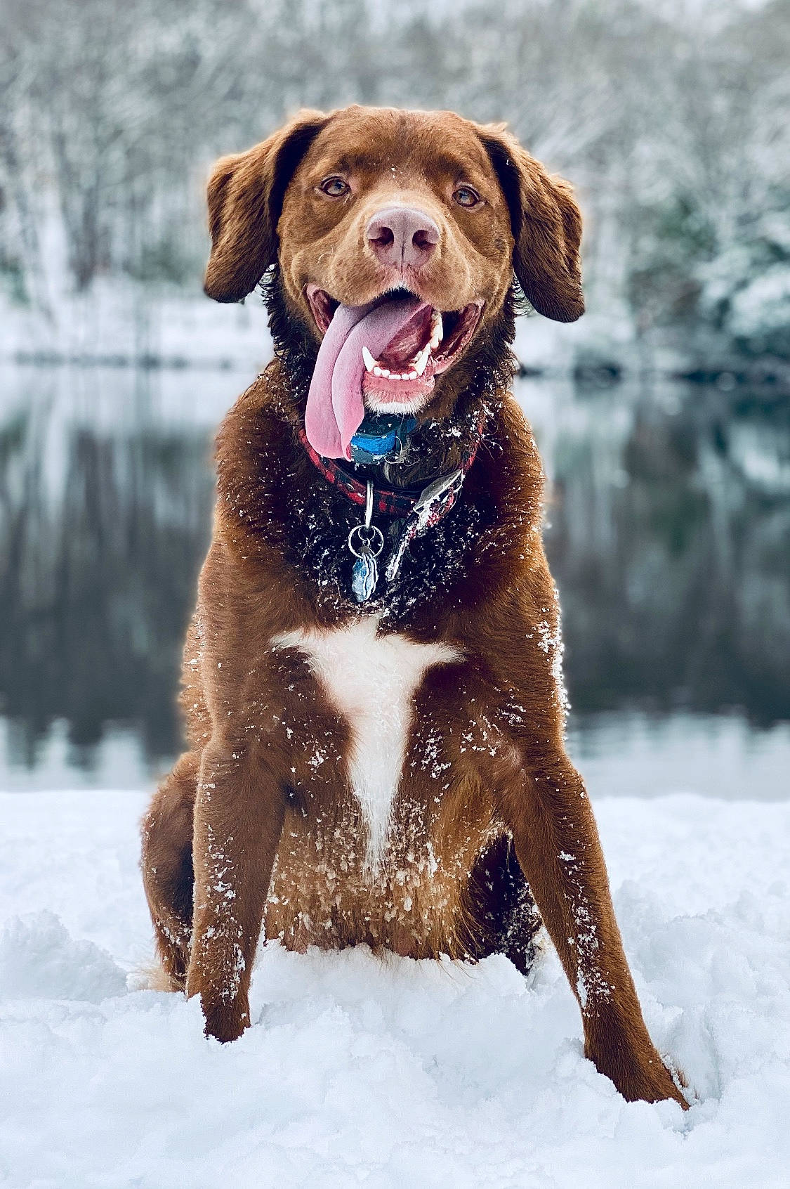 Reuben is registered to the contest to win money with this photo: carnivore, collar, companion_dog, dog, dog_breed, dog_collar, fawn, freezing, fur, gun_dog, leash, liver, snout, snow, sporting_group, terrestrial_animal, water, whiskers, winter, working_animal