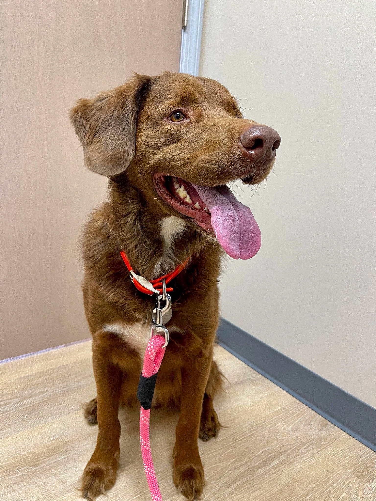 Reuben joined the competition — help win amazing prizes! canidae, carnivore, collar, companion_dog, dog, dog_breed, dog_collar, fawn, fur, gun_dog, hunting_dog, leash, liver, pet_supply, retriever, snout, sporting_group, whiskers, working_animal