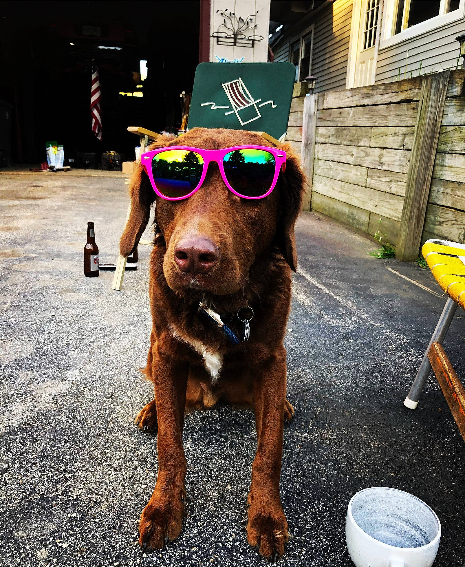 Reuben joined the competition — help win amazing prizes! asphalt, carnivore, collar, companion_dog, dog, dog_breed, dog_collar, eyewear, fawn, leash, liver, plant, road, road_surface, sidewalk, sporting_group, street_fashion, sunglasses, tableware, working_animal