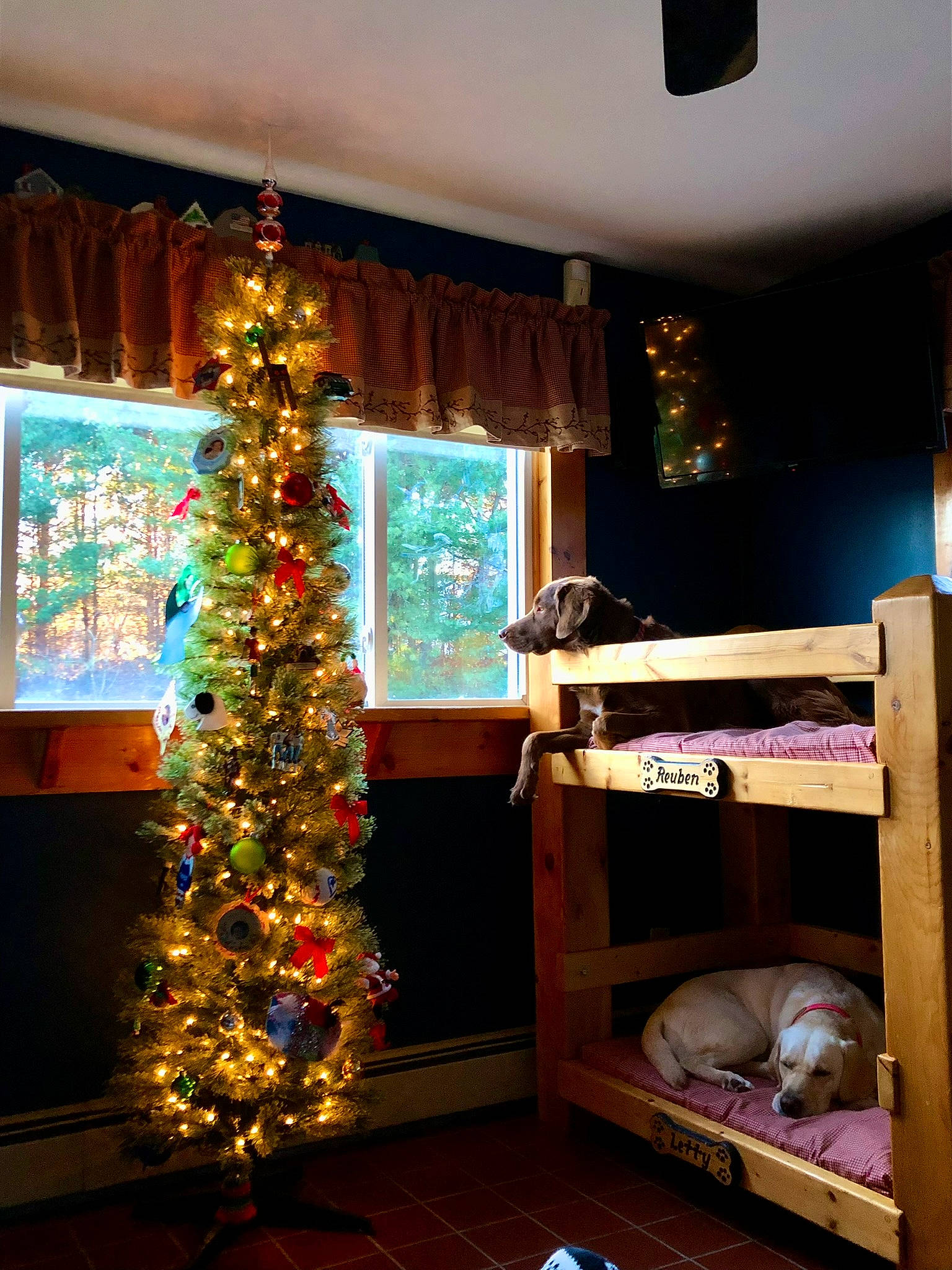 Reuben joined the competition — help win amazing prizes! ceiling, christmas_ornament, christmas_tree, couch, decoration, event, floor, flooring, hardwood, holiday, holiday_ornament, interior_design, lighting, living_room, ornament, plant, room, tree, window, wood