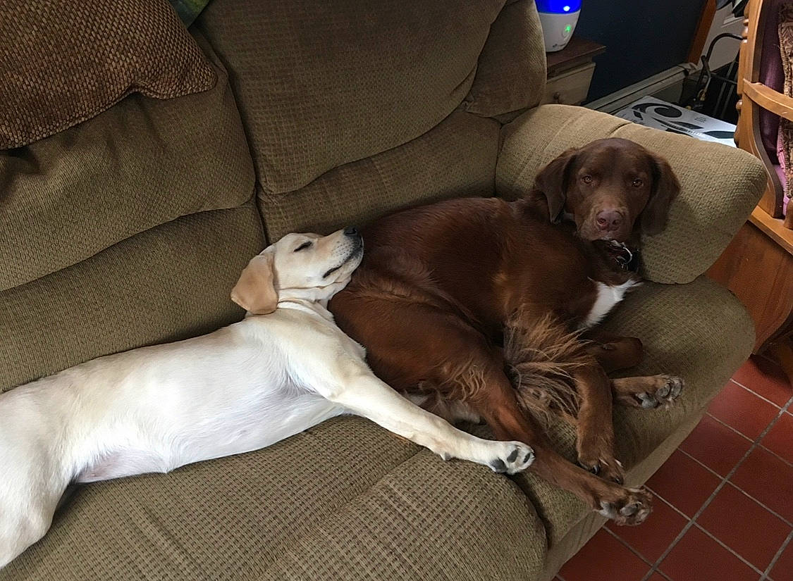 Reuben joined the competition — help win amazing prizes! bookcase, canidae, carnivore, comfort, companion_dog, couch, dog, dog_breed, fawn, furniture, gun_dog, hardwood, liver, pointing_breed, shelf, shelving, sporting_group, tail, watch, working_animal