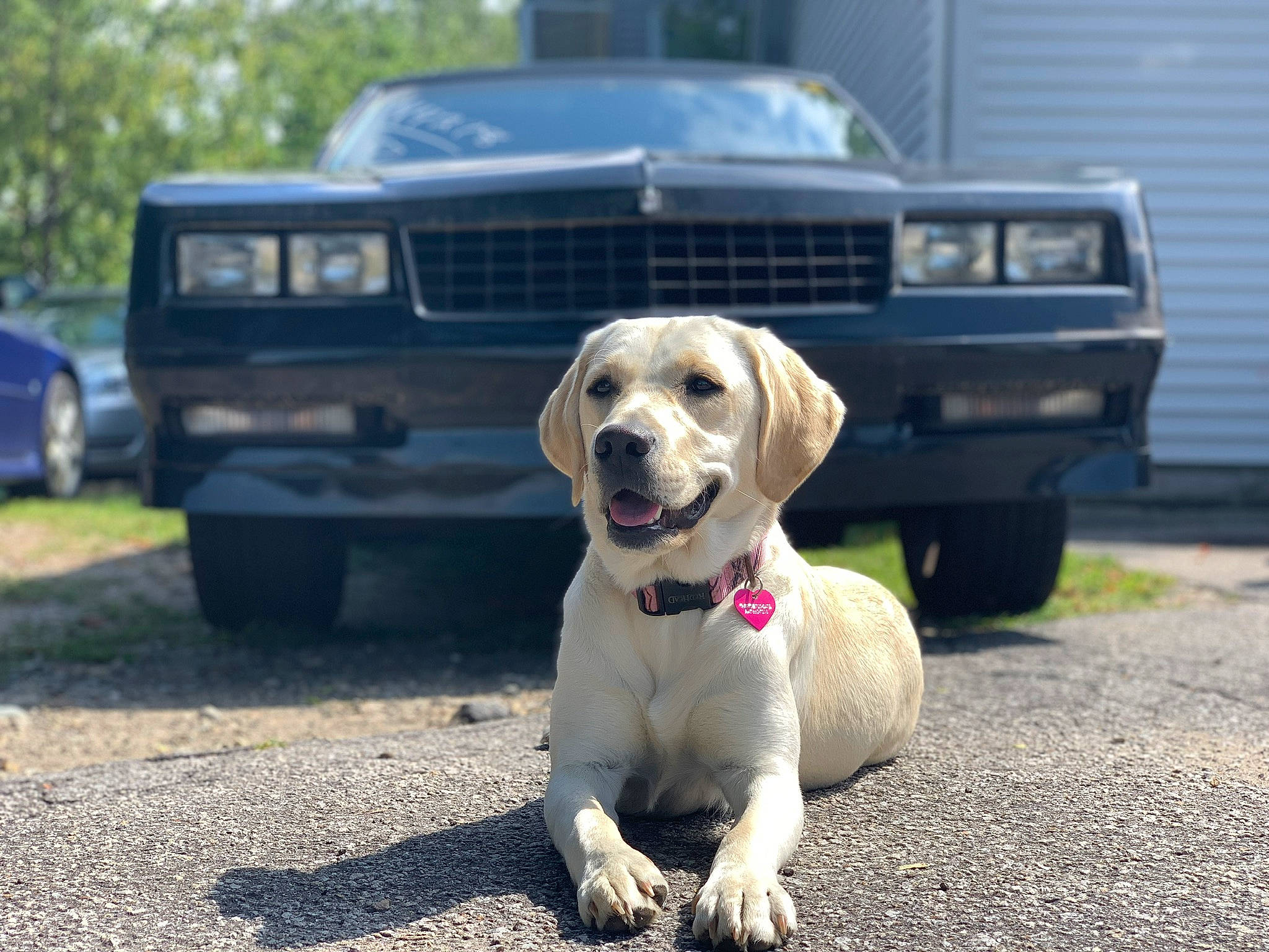 Letty joined the competition — help win amazing prizes! asphalt, automotive_exterior, automotive_tire, bumper, car, carnivore, collar, companion_dog, dog, dog_breed, dog_collar, fawn, grass, grille, hood, land_vehicle, motor_vehicle, snout, tire, vehicle