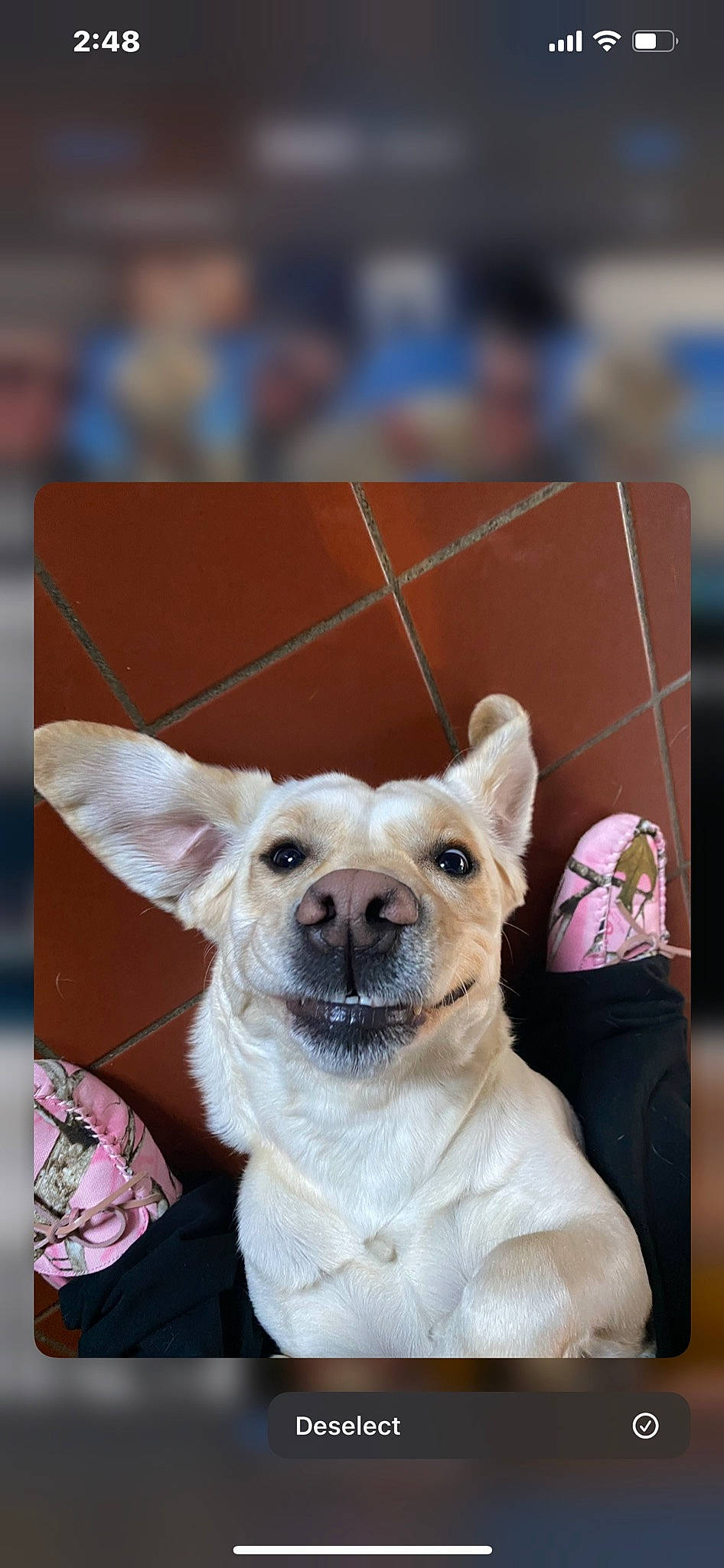 Letty is registered to the contest to win money with this photo: canidae, carnivore, chihuahua, collar, companion_dog, dog, dog_breed, dog_clothes, dog_collar, dog_supply, event, fashion_accessory, fawn, fur, party_hat, pet_supply, snout, toy_dog, whiskers, working_animal