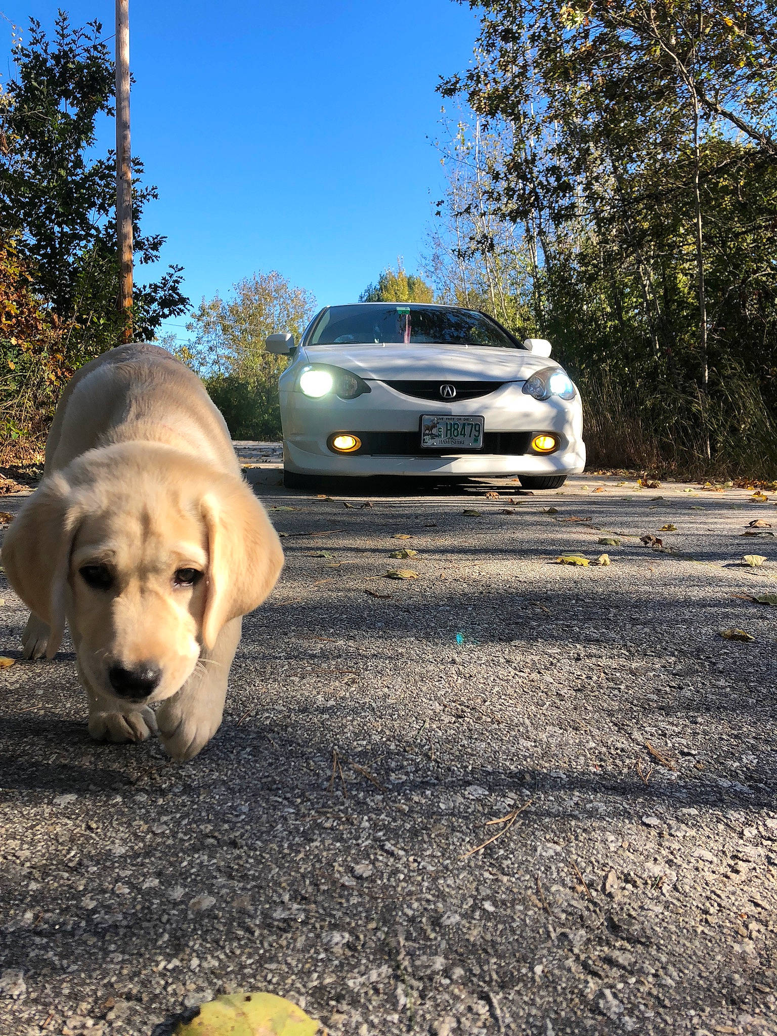 Letty is registered to the contest to win money with this photo: asphalt, automotive_design, automotive_exterior, automotive_lighting, automotive_tire, car, carnivore, dog, fawn, grille, hood, motor_vehicle, plant, road_surface, sky, tire, tree, vehicle, wheel, yellow