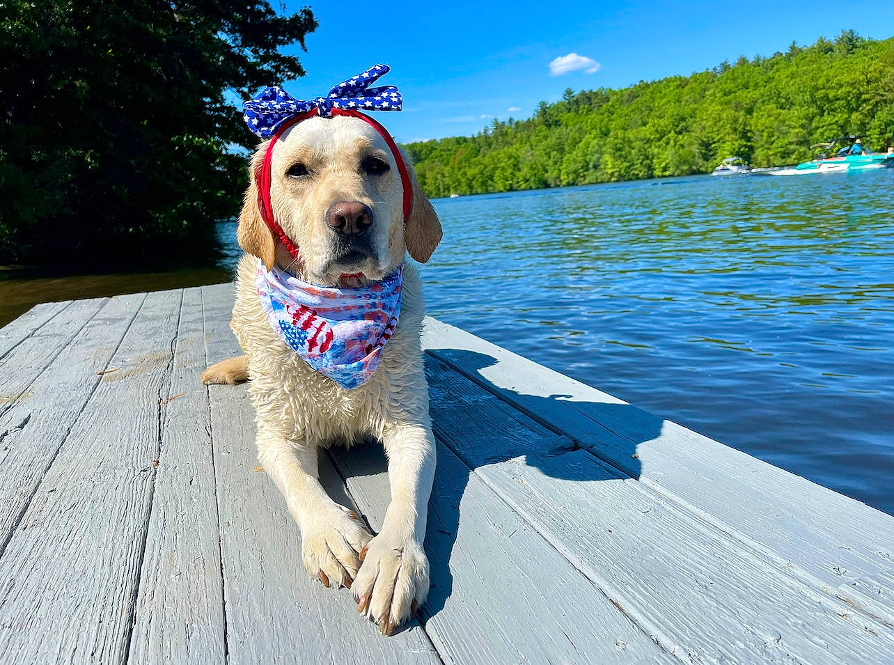 Letty is registered to the contest to win money with this photo: boats_and_boating_equipment_and_supplies, carnivore, cloud, collar, companion_dog, dog, dog_breed, dog_collar, dog_supply, fawn, gun_dog, lake, leash, leisure, plant, recreation, sky, tree, vehicle, water