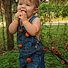 child, toddler, baby, outdoors, woodland, forest, portrait, smiling, eating, fruit, berries, orange_fruit, denim, overalls, standing, greenery, trees, nature, daylight, photography