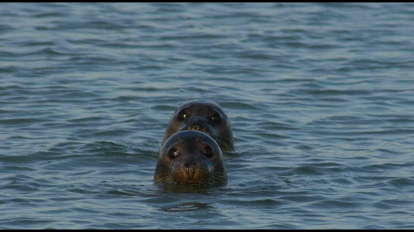 Flic Et Floc participe au concours pour gagner de l'argent avec cette photo : harbor_seal, marine_mammal, organism, sea, seals, snout, water, wildlife