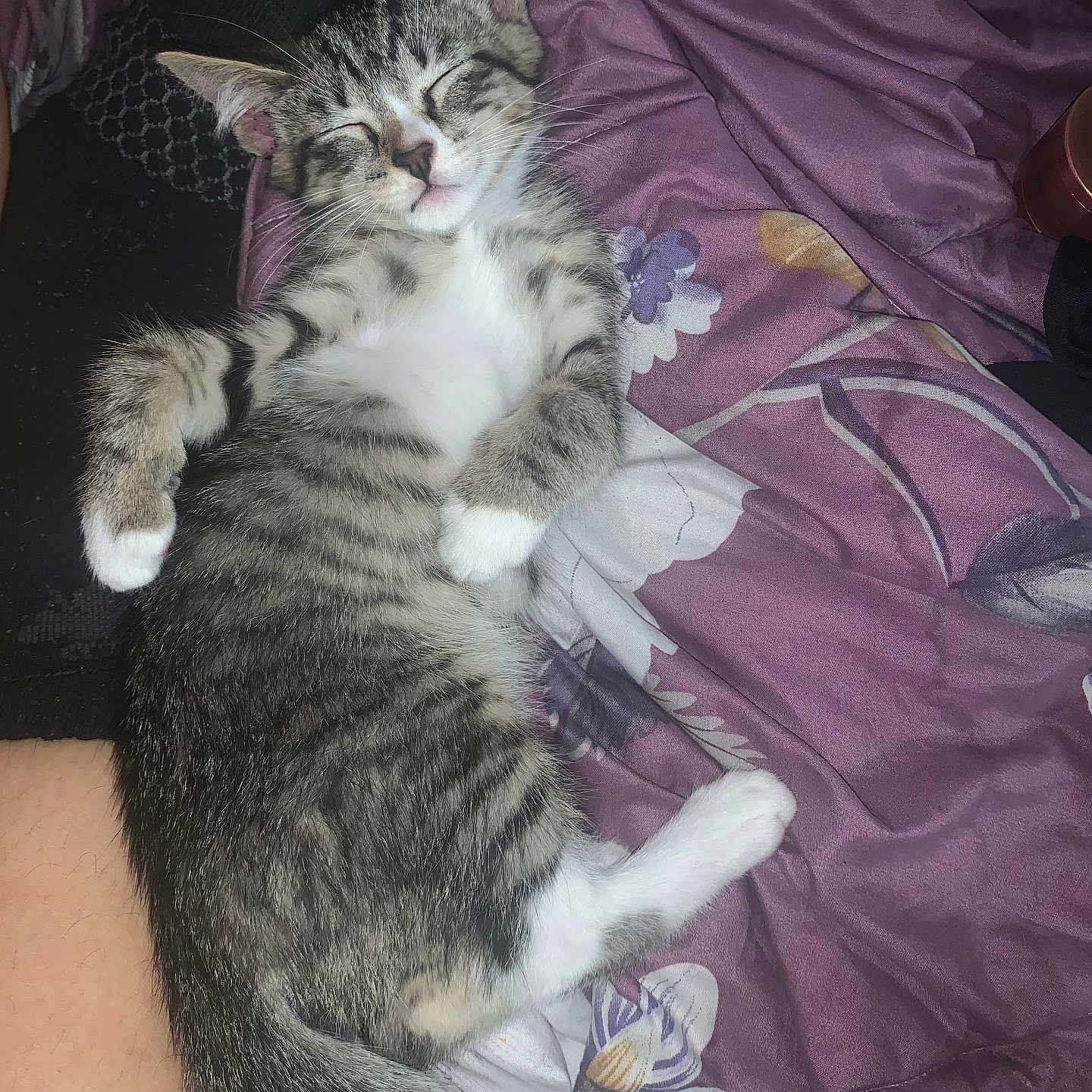 Muncho joined the competition — help win amazing prizes! abyssinian, animal, bed, bedroom, blanket, cat, couch, cushion, furniture, homedecor, indoors, kitten, linen, manx, person, pet, purple, quilt, room, sleeping