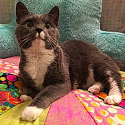 Mr. Pretty is registered to the contest to win money with this photo: cat, gray_cat, white_paws, white_chest, pet, indoor, quilt, colorful_bedding, pillow, turquoise_pillow, feline, whiskers, curious, relaxed, domestic_cat, animal, cute, fur, paw, bedroom