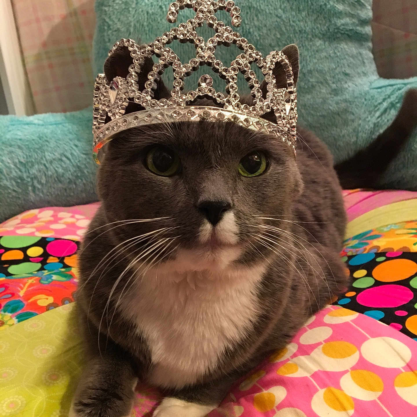 Mr. Pretty is registered to the contest to win money with this photo: animal, cat, closeup, colorful, cozy, cushion, cute, domestic_cat, feline, gray_cat, indoor, patterned, pet, portrait, quilt, resting, sleepy, tiara, whiskers, white_paws