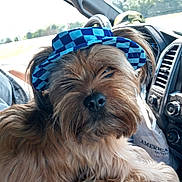 Winston joined the competition — help win amazing prizes! animal, blue_checkered, brown_fur, car_interior, closeup, companion, cute, dashboard, dog, fluffy, hat, pet, portrait, relaxed, road_trip, seat, steering_wheel, sunlight, travel, window